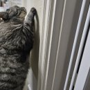 도레미파도 | 고양이 스크래쳐 수직벽 도레미파