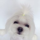 투개더 펫 이미지