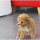 몽냥몽냥 강아지분양 은평점 이미지
