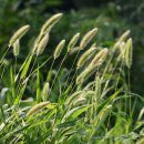 강아지풀 이미지