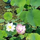 지금동 황골 약수터[지금-1] | 전설과 자연이 어우러진 남양주 의 숨은 명소, 다산동 황금산 트래킹 .공룡놀이터 – 산책과 힐링, 전설...