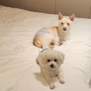 군파크호텔 | 경상북도 청도 애견동반숙소 군파크호텔 내돈내산 방문기