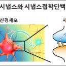 신경세포끼리 이어주는 접착제 발견 이미지