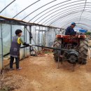 조영심 농장 이미지