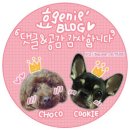 개리비안베이 | 태안 강아지펜션 개리비안베이펜션 비오는날후기