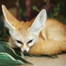 어린왕자와 사막여우 이미지