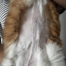 반려동물 셀프미용 | 고양이바리깡 로제코 반려동물 셀프미용 후기