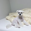 도로롱펫 이미지