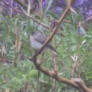 산솔새 | 별책7(別冊): 외연도 모니터링 (2026. 4. 9.)