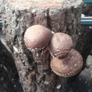 지리산로컬푸드 네이버블로그