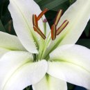 그린아이즈 이미지