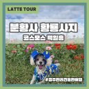 원효동물병원 | 경주 강아지 산책 추천 분황사 옆 코스모스 백일홍