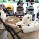 화이트동물메디컬센터 이미지