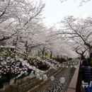 여좌천 이미지