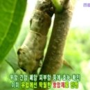 🌴꾸지뽕나무 효능🌴 이미지