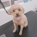 알콩달콩 애견샵 이미지