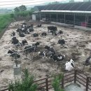 안성목장 2농장 이미지