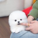 유앤미펫 고양이분양 강아지분양 인천본점 이미지
