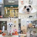 해피댕댕 이미지