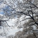 북한강강변길 | 가평 벚꽃 명소 북한강 벚나무길 개화 상태 후기