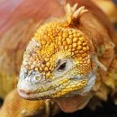 이구아나 이미지