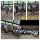 관상닭 아메라우카나 분양합니다 청란 이미지