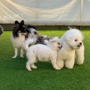 동일 유치원 | 부산 연산동 강아지 유치원 부산시청 도토리강아지유치원 호텔링 후기