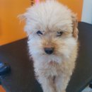 커몽커몽펫 | 풍암동 애견미용 커몽커몽펫 내돈내산 후기