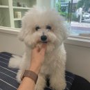 다엘 애견미용실 이미지