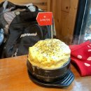 두꺼비 애견 이미지