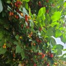 앵지밭골 이미지