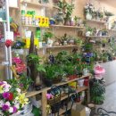 모아꽃방 이미지