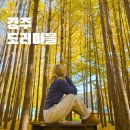 은행나무숲 입구 | 경주 가볼만한곳 도리마을 은행나무숲 주차 실시간 다녀온 후기