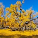 계명대학교 대명캠퍼스 정문 | 대구 도심지 단풍 명소. 계명대학교 대명캠퍼스.
