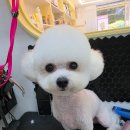 도도애견샵