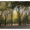 유기택「나무」 이미지