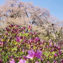 박대환의 봄꽃향연(홍능 숲) 이미지
