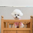 추억만 남개 이미지