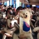 댕댕이버스 이미지