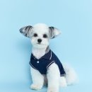 몽글몽글PET 이미지