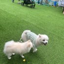 몽모텔 | 경기도 가평 애견 펜션 가성비 숙소 제이몽 (내돈 내산)