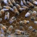 왕벌농장 이미지