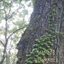 넝쿨담쟁이 이미지