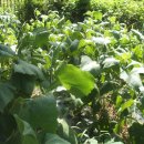 상순농장 이미지