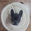 백동물병원 | 강아지 건강 검진후기, 봉담 '백동물의료센터' 내돈내산. 검사 결과공유.