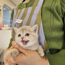 울산보호관찰소 화장실 | 울산고양이분양 루비캣 장애 딸 가족에게 분양 후기