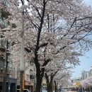 집앞 가로수가 벚나무입니다🌸 이미지