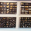 세계조개박물관 이미지