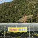 [밀양캠핑] 낙동강뷰 밀양아리랑 오토캠핑장 두번째 방문후기 (Feat.싸이트 추천!!)