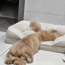 출근길 강아지 유치원 | 주간일기 :: 강아지유치원.ANF강아지사료.보름달.이혼숙려캠프.서울숲.한입베이글성수